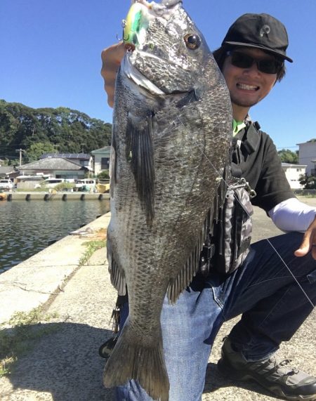 イワシの群れとチヌ